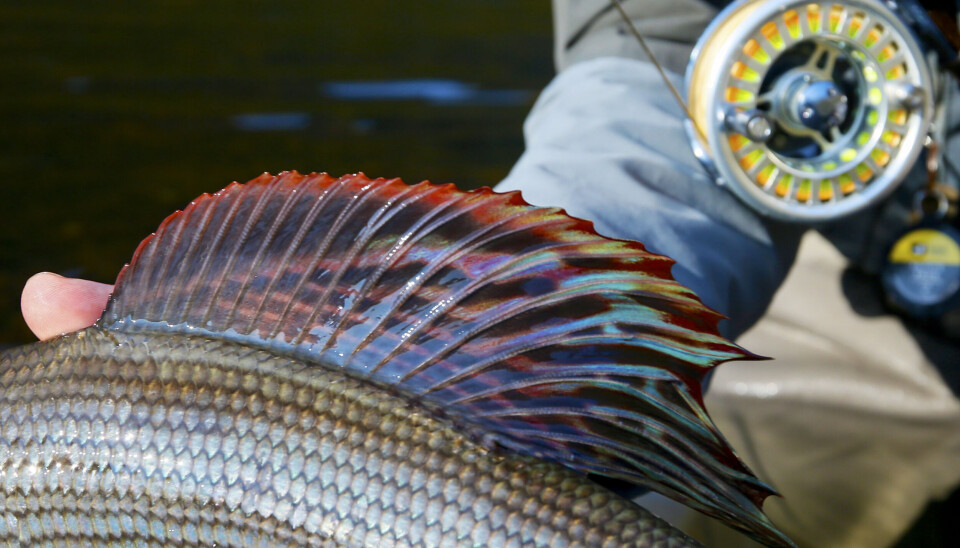 Grayling in Glomma and Rena can grow to serious proportions. Ryggfinnen til en stor harr.