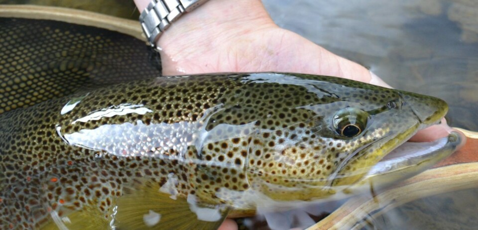 One for the history books. Grov ørret fra Vangrøfta.