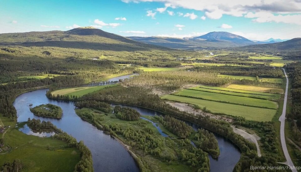 De mange øyene og kanalene på Kvennan gjør det godt å være fisk – og fisker. Kvennan Fly Fishing. Kanaler og sideløp. Dronefoto.