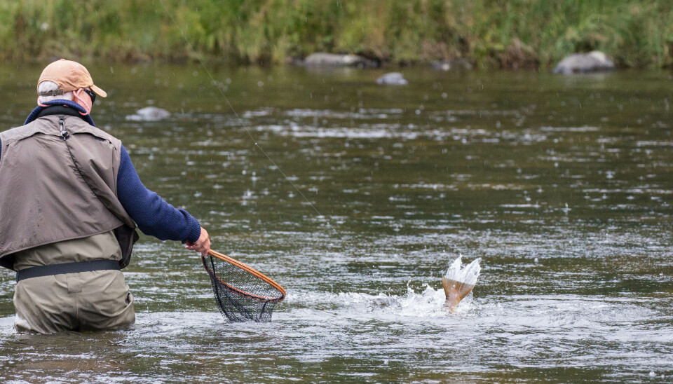 The moment of truth. A five-pounder is making it's last attempt at avoiding the net.