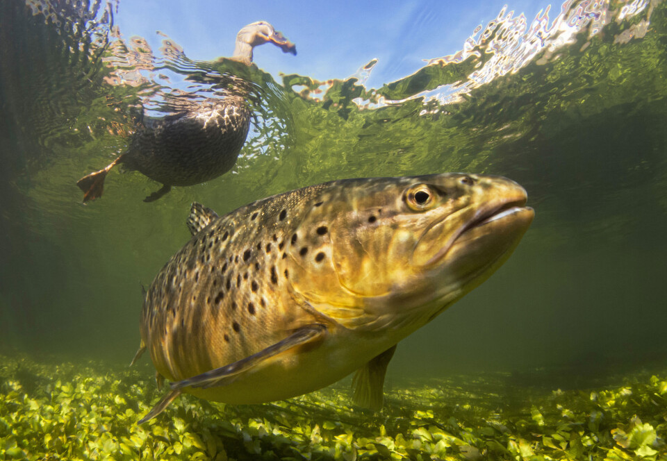 In clear waters you can see the trout, but the trout can also see you. Or in this case, a non-threatening duck riding the current above.