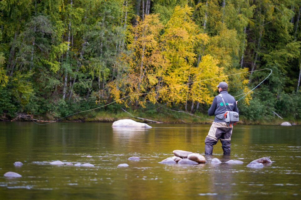 Grayling fishing in the fall at the islands of Koppang.