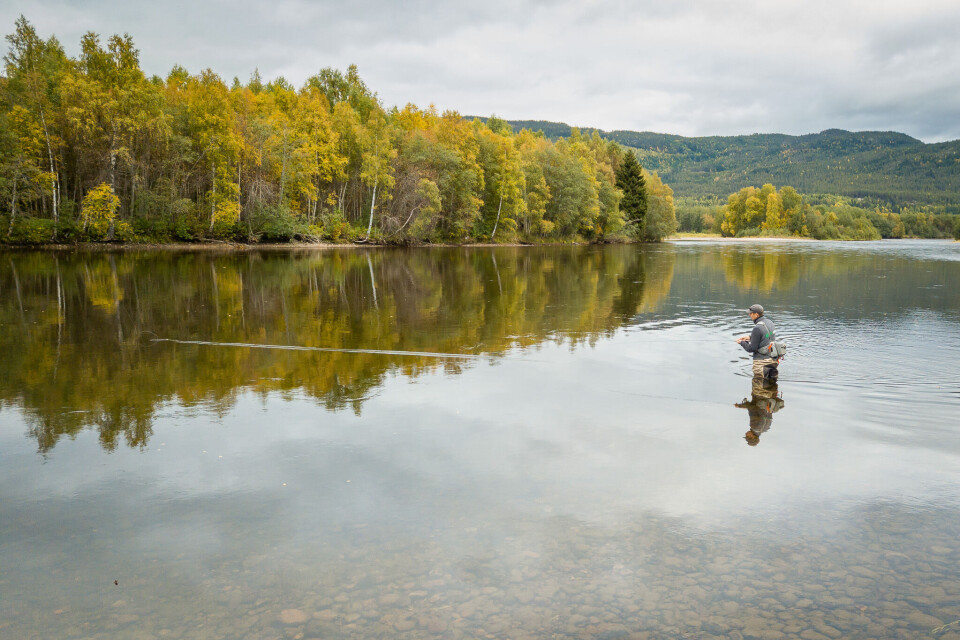 Grayling fishing in the fall at the islands of Koppang.