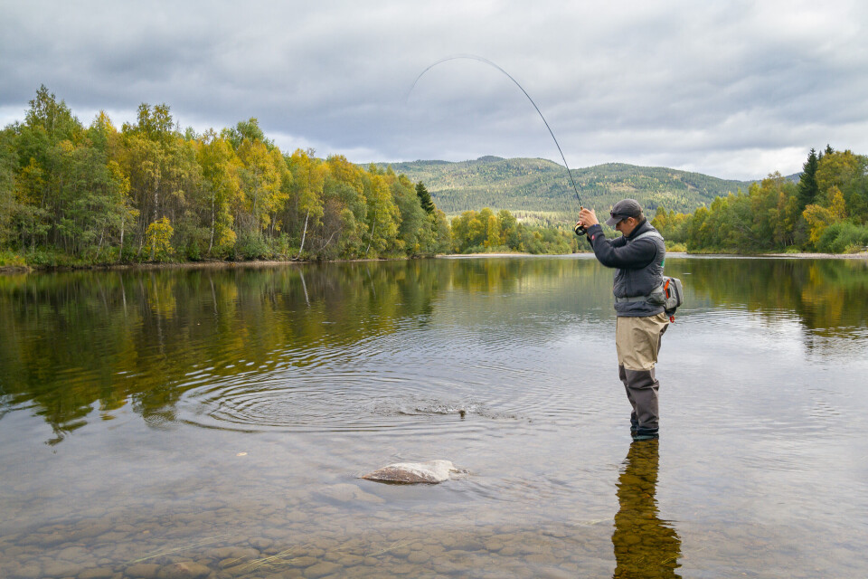 Grayling fishing in the fall at the islands of Koppang.