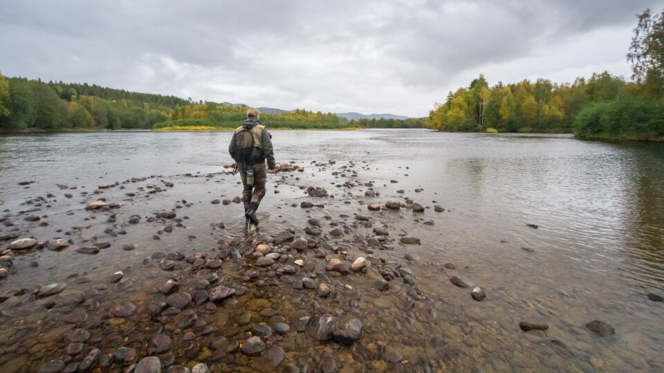 Grayling fishing in the fall at the islands of Koppang.
