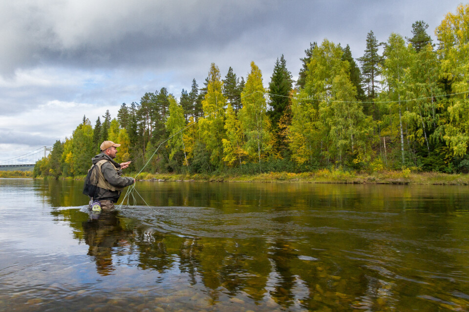 Grayling fishing in the fall at the islands of Koppang.