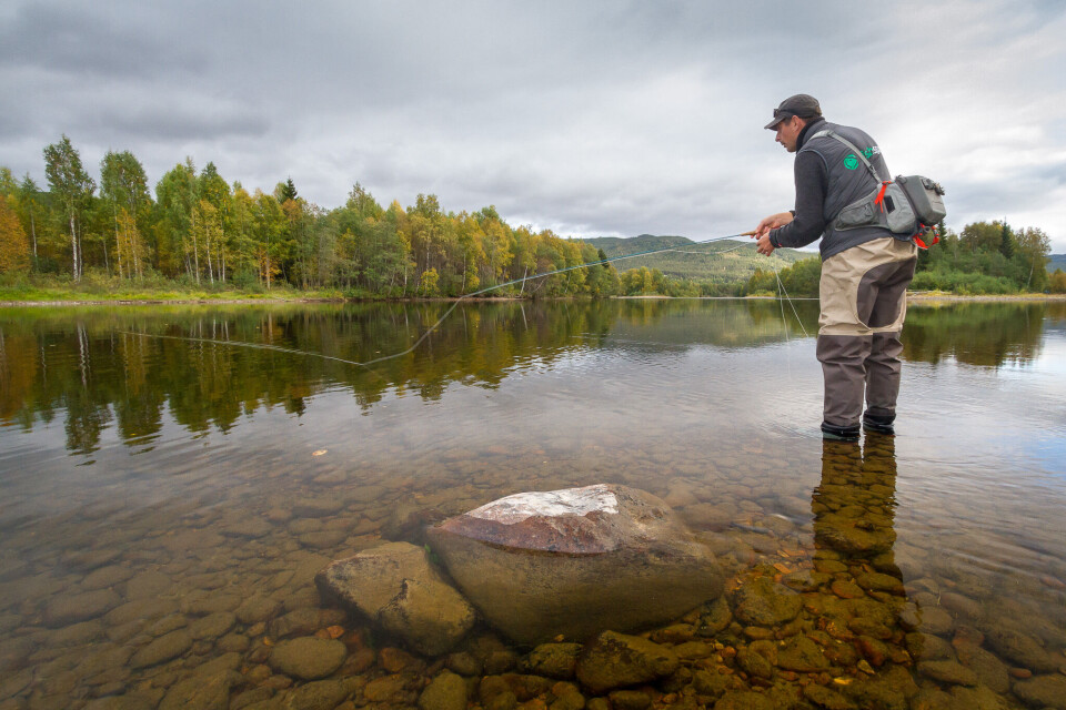 Grayling fishing in the fall at the islands of Koppang.