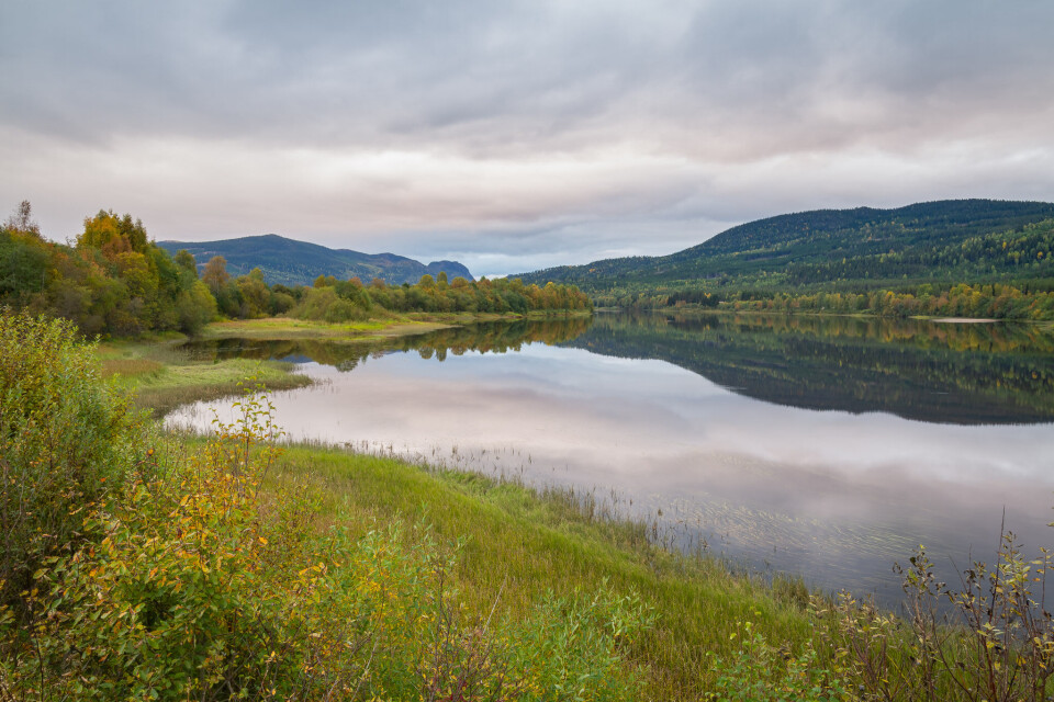 Grayling fishing in the fall at the islands of Koppang.