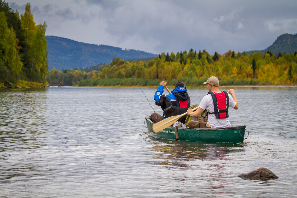 Grayling fishing in the fall at the islands of Koppang.