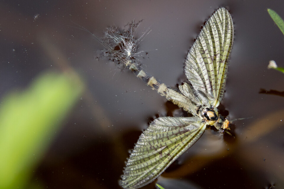 Do not forget the evening rise. If the mayflies are swarming and laying eggs you can bet your favourite rod that the fish will know it.