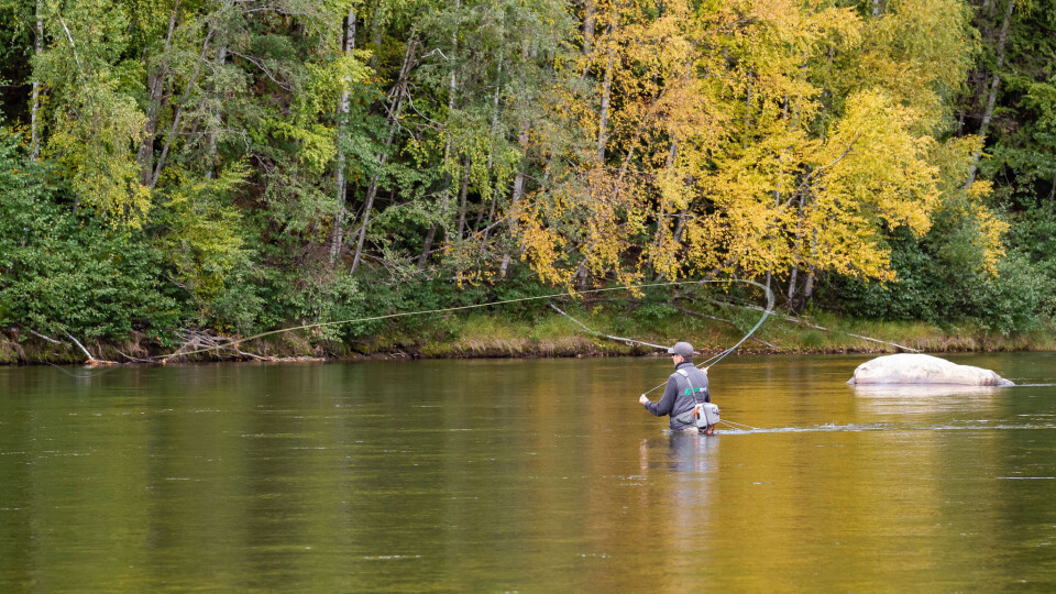 Grayling fishing in the fall at the islands of Koppang.
