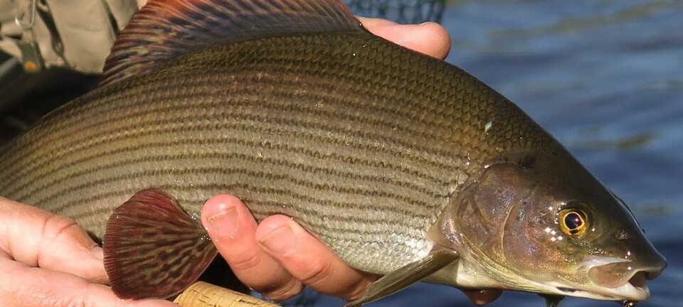 Kvennan Fly Fishing Zone: A Grayling Paradise