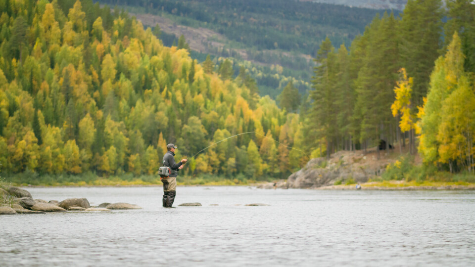 Grayling fishing in the fall at the islands of Koppang.