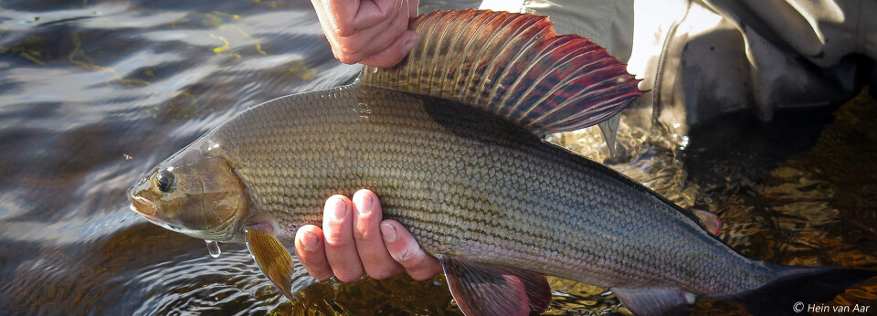 Kvennan Fly Fishing i Glomma, home of the highly sought after Thymallus robustus, is a good example of what happens when the fish are allowed to grow to their potential.
