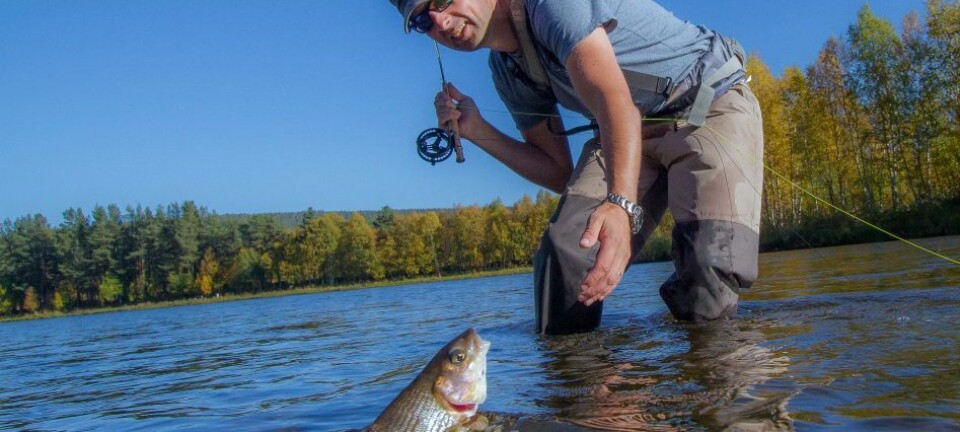 Late Season Fly Fishing in Norway – Top Grayling Destinations for Autumn