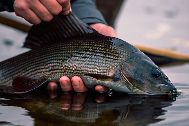 Atumn grayling fishing
