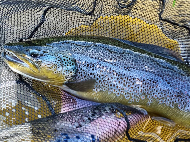 Remember to buy your fishing license for Vangrøfta today!!
