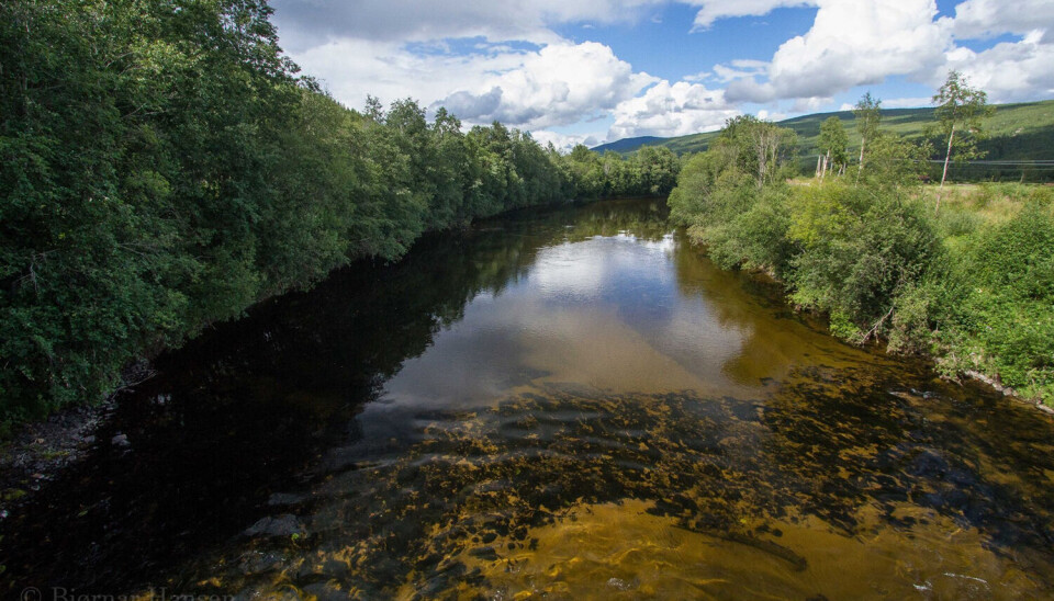 There is lots of space on the Northern Rena Fly Fishing zone.