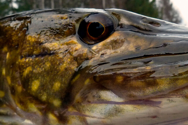 Pike Strike