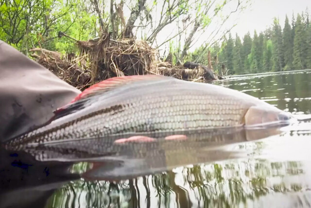 Hatching bonanza on the Rena river