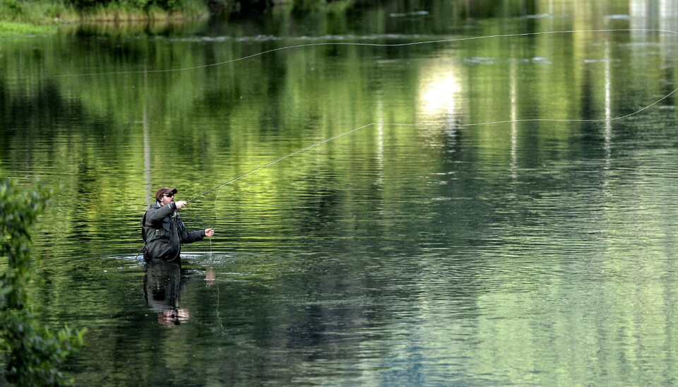 Down towards Borgundsfjorden you’ll find many long dry fly currents where trout rise carefully for mayflies.