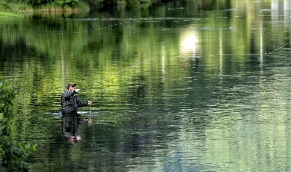 Down towards Borgundsfjorden you’ll find many long dry fly currents where trout rise carefully for mayflies. Photo: Yngve Ask