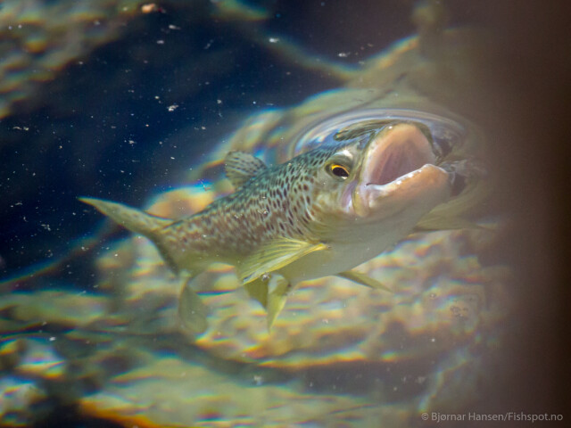 Tight with Fishspot week 26