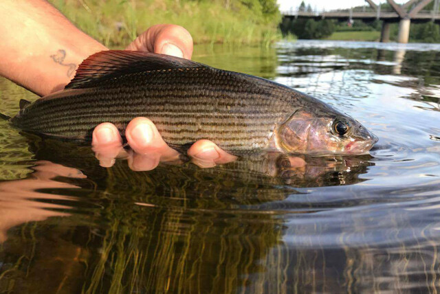 “Trutta Gutta” on Fishspot round trip