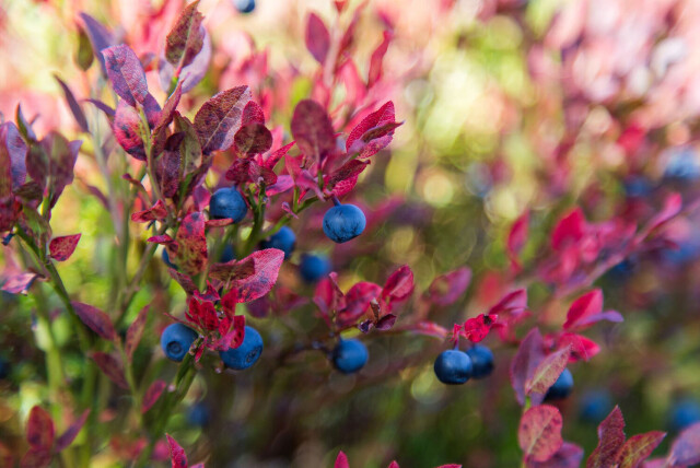 Welcome to an active fall in Birtedalen in Fyresdal!
