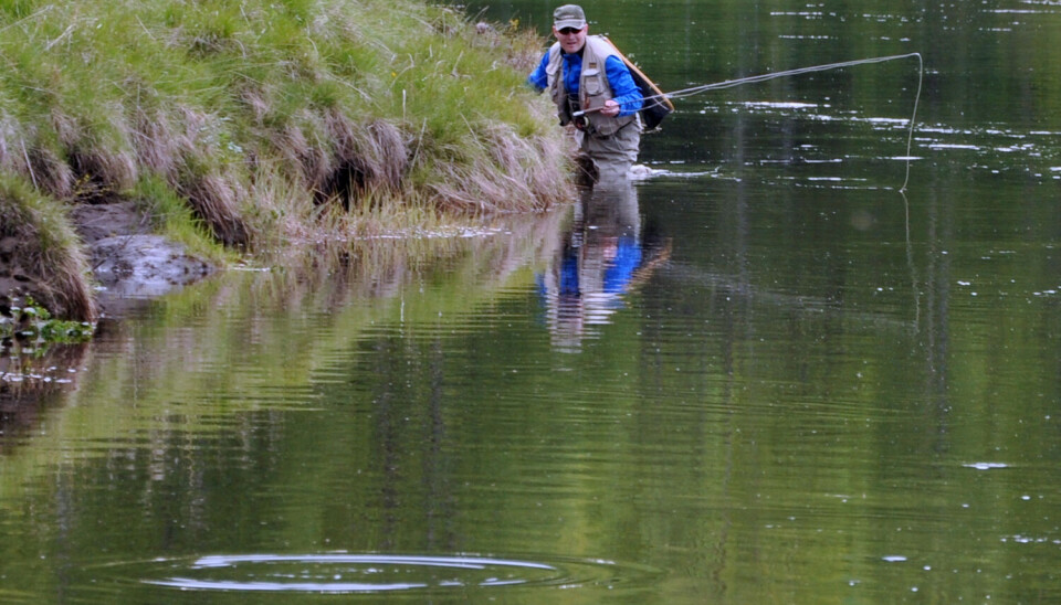 If you need to wade you’ll need to be sneaky. The trout are shy. Even though the fishing pressure is limited, the biggest trout in Vangrøfta aren’t easy to fool.