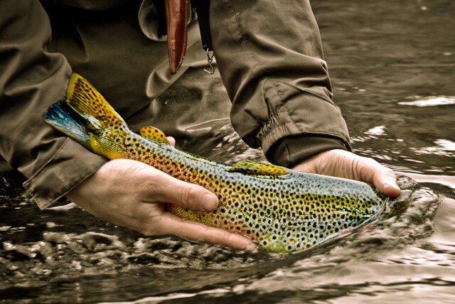 Licenses to fish the Vangrøfta river available for sale February 21st