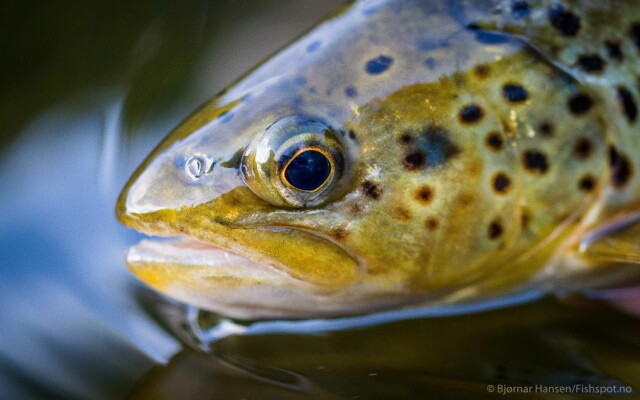 Fresh from Fishspot week 18