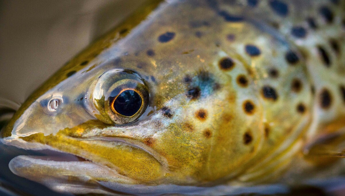 Armoot Fish Åmot River Association: 5 Rivers - One licence