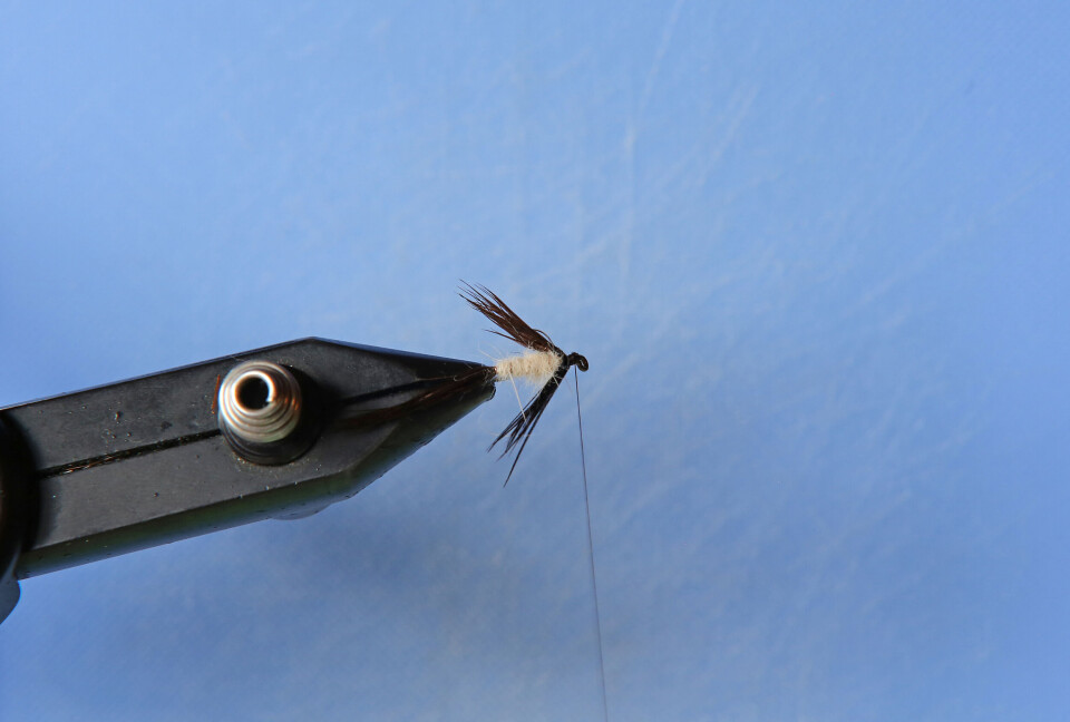 The fly in the pool