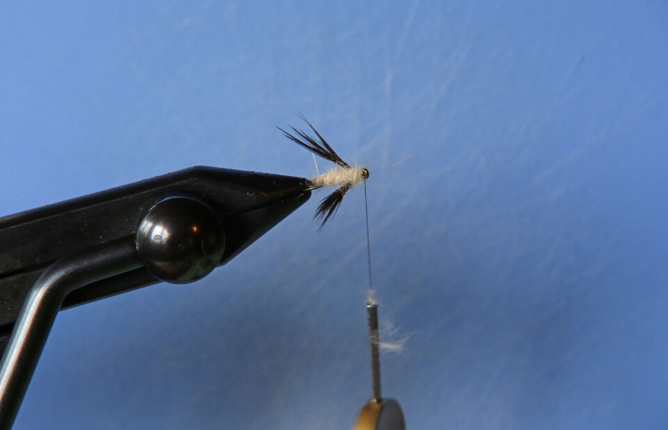 The fly in the pool