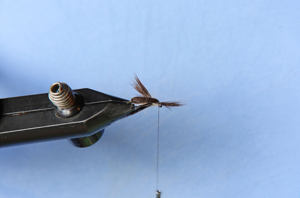The fly in the pool