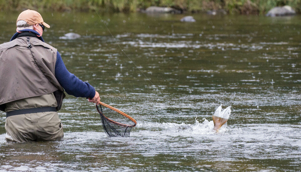 Trout migrate up Holselva all summer, but they usually show up in greater numbers as we enter August.