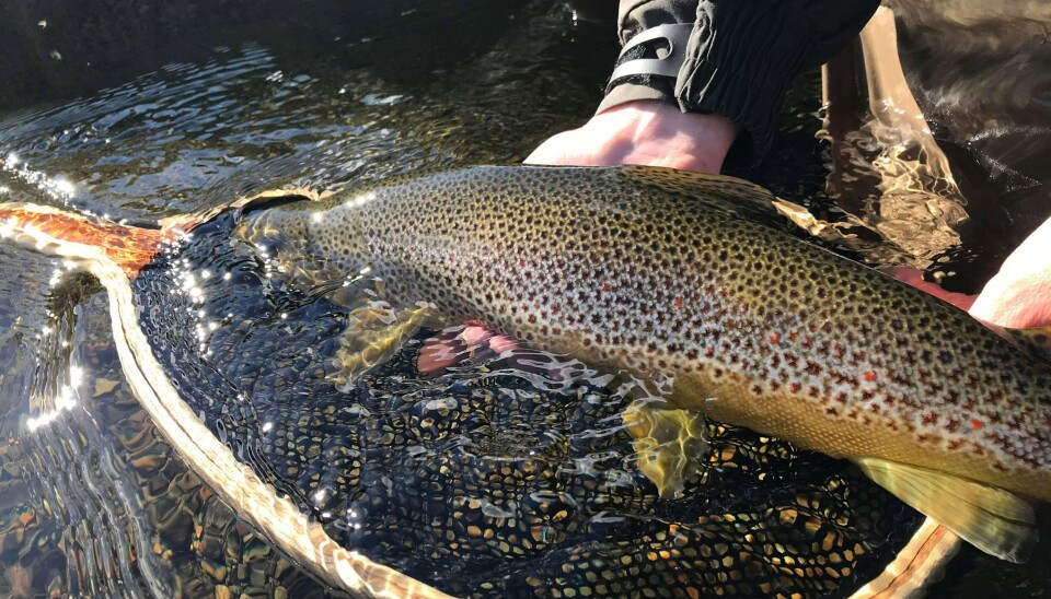 The trout in Vangrøfta can grow big and are usually in good condition.