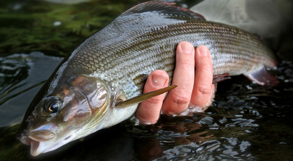Glomma river - The Os and Erlia stretch