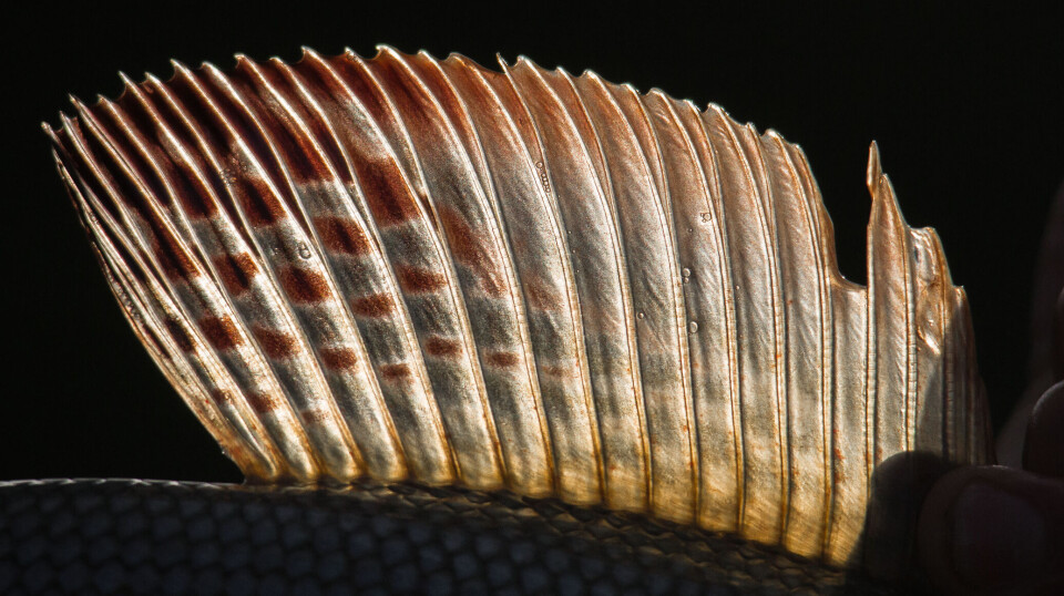 Grayling of the gleaming river, or Glomma as it's called, grow to impressive sizes and have the dorsal fins to prove it.