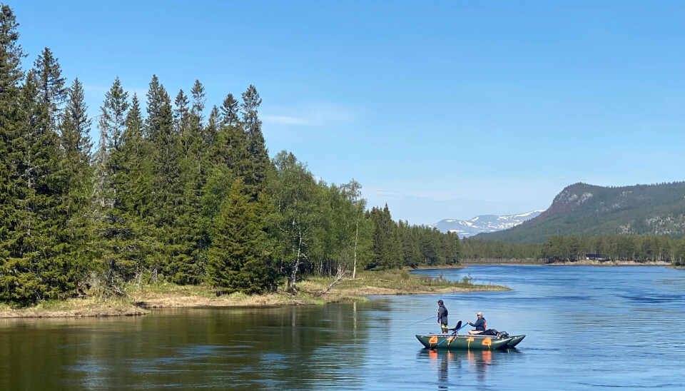 Drift boat on Trysil. It's not just the scenery. There's tons of fish too. And bugs.