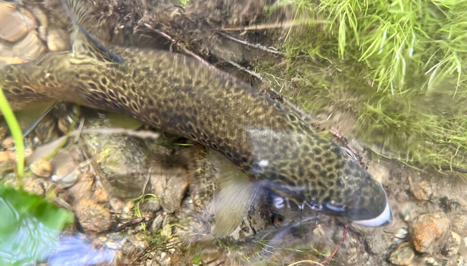 The first fish of the season is a sight to behold, no matter how big.