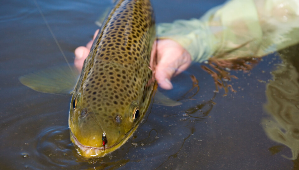 Sometimes you just need to get down before the boogie starts. Tungsten-beaded nymphs are universal problem solvers in large parts of Fishspot country.