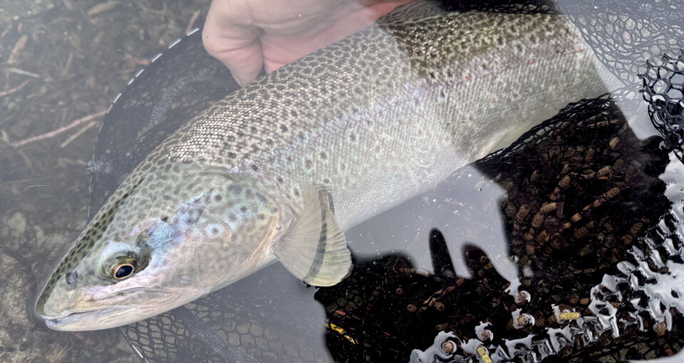 One of very few trout caught on a dry fly during an early foray into the mountains of Gudbrandsdalen.