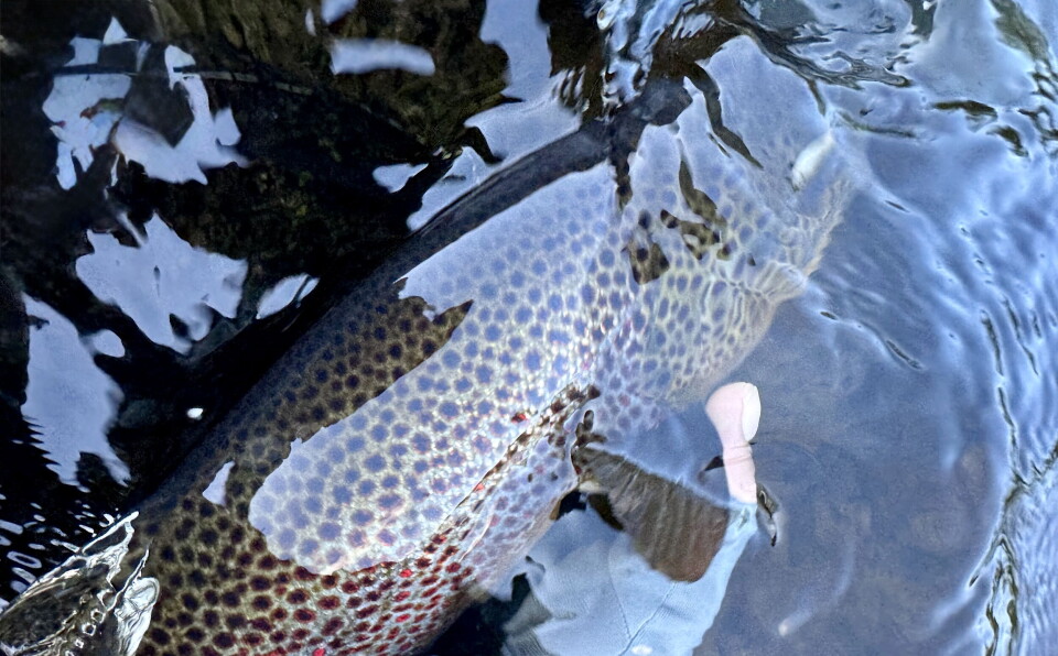 Night time catch caught by the editorial staff as things got warmer. Night photos rarely do the fish justice, but who cares when you have the image of a 7 lb trout inhaling your spent spinner a few hours after midnight is permanently etched into your memory.
